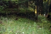 Alterkohlebergbau.jpg
