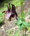 AquilegiaAtrataZwillingskogel.jpg