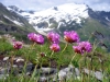 ArmeriaAlpinaGegenHocharn.jpg