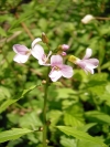 CardamineBulbifera.jpg