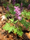 CorydalisCava.jpg