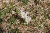 CrocusVernusAlbiflorus.jpg