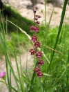 Epipactisatrorubens.jpg