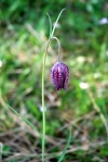 FritillariaMeleagrisIrrerAlm2019.jpg