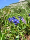 GentianaClusii01.jpg