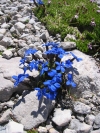 GentianaOrbicularisDachstein.jpg