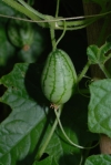 MelothriaScabraFruit.jpg