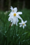 NarcissusRadiiflorus.jpg