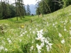 NarzissenwieseGumsenkogel.jpg