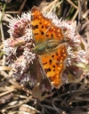 Polygoniacalbum.jpg