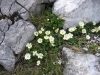 Ranunculusalpestris01.jpg