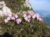 Rhodothamnuschamaecistus.jpg