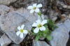 SaxifragaAndrosacae.jpg