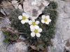 SaxifragaBurserianaTraunstein.jpg