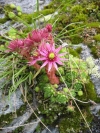 SempervivumMontanumSmall.jpg