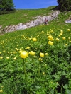 Trollblumenwiese.jpg